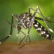 zanzara tigre febbre dengue