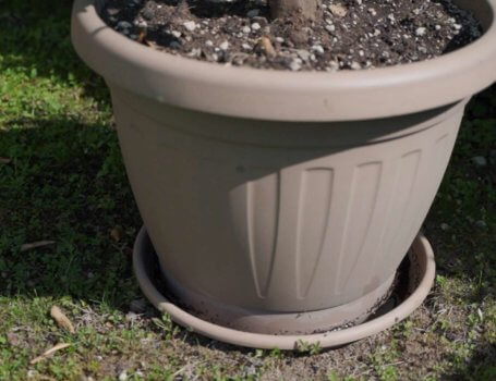 sottovaso con acqua stagna