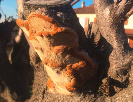 Albero infettato a causa di un fungo