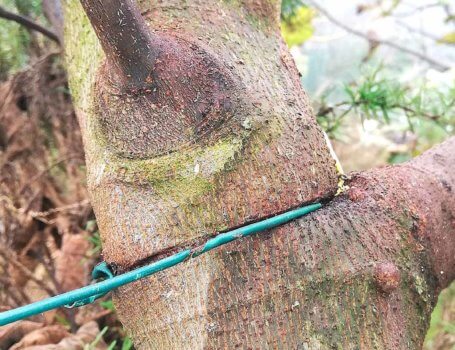 Strozzatura provocata dal filo di ferro