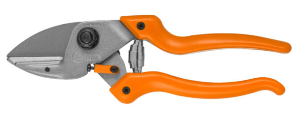 Potare il noce: Taglio di un succhione