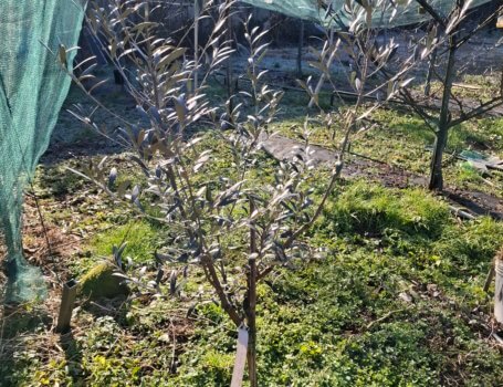 Impostazione del vaso policonico al secondo anno d'impianto