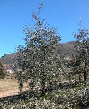 Pianta allevata a Moncono