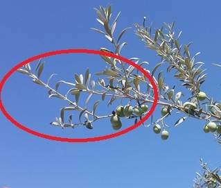 Ramo misto all'interno del cerchio