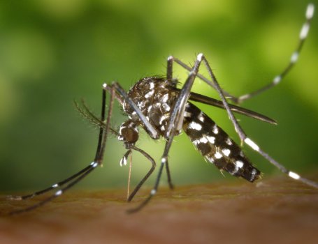 Aedes Albopicus conosciuta come zanzara tigre dalle sue striature