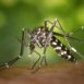 Aedes Albopicus conosciuta come zanzara tigre dalle sue striature