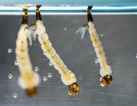 Larva di zanzara tigre emerge nell'acqua stagnante, primo stadio di un ciclo che può diventare un serio problema se non controllato.