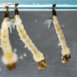 Larva di zanzara tigre emerge nell'acqua stagnante, primo stadio di un ciclo che può diventare un serio problema se non controllato.