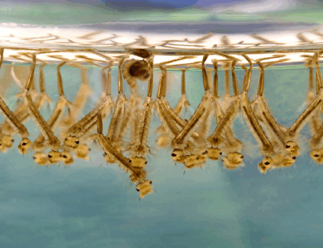 Le larve di zanzara hanno un aspetto completamente diverso dagli adulti e vivono in acqua. 